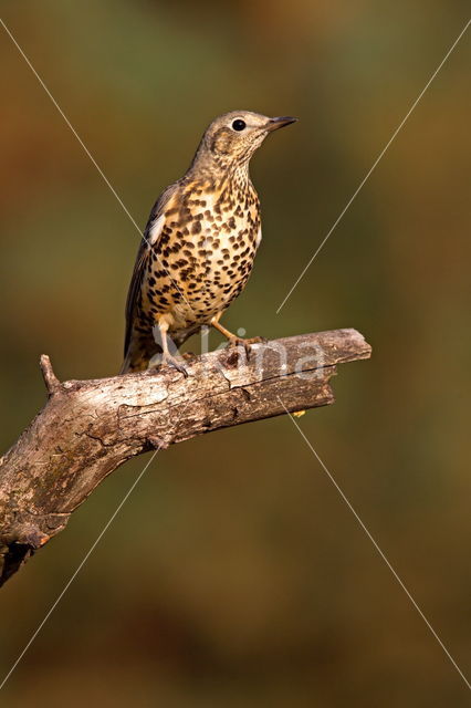 Zanglijster (Turdus philomelos)