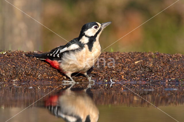 Great Spotted Woodpecker (Dendrocopos major)