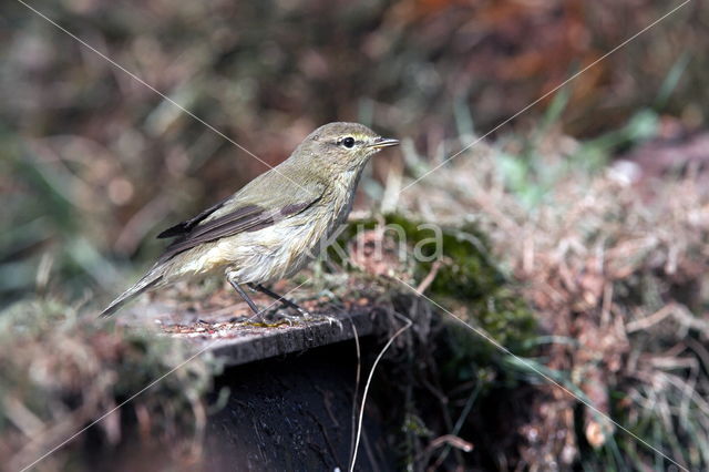 Tjiftjaf (Phylloscopus collybita)