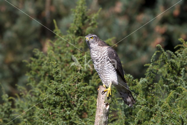 Sperwer (Accipiter nisus)