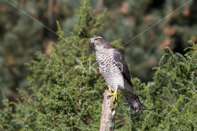 Sperwer (Accipiter nisus)