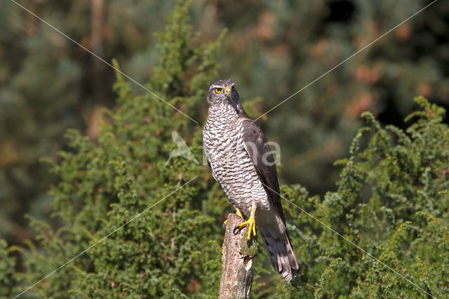 Sparrow Hawk (Accipiter nisus)
