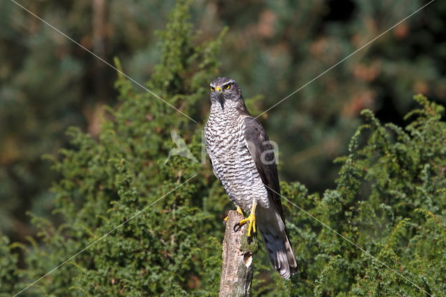 Sparrow Hawk (Accipiter nisus)