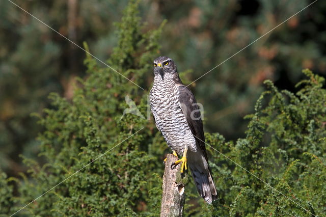 Sperwer (Accipiter nisus)