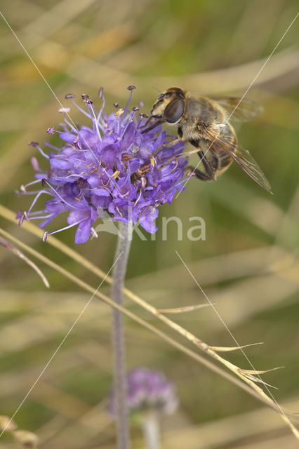 Blauwe knoop (Succisa pratensis)