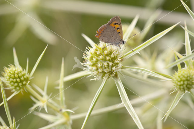 Kleine vuurvlinder (Lycaena phlaeas)