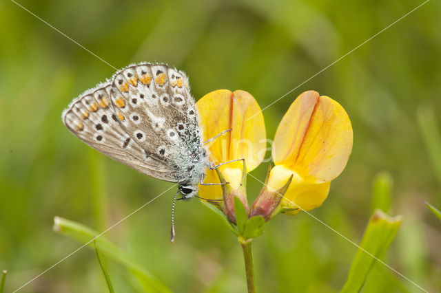 Common Blue (Polyommatus icarus)