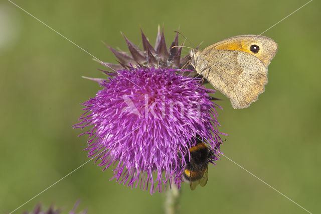 Oranje zandoogje (Pyronia tithonus)