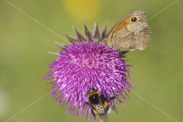 Oranje zandoogje (Pyronia tithonus)