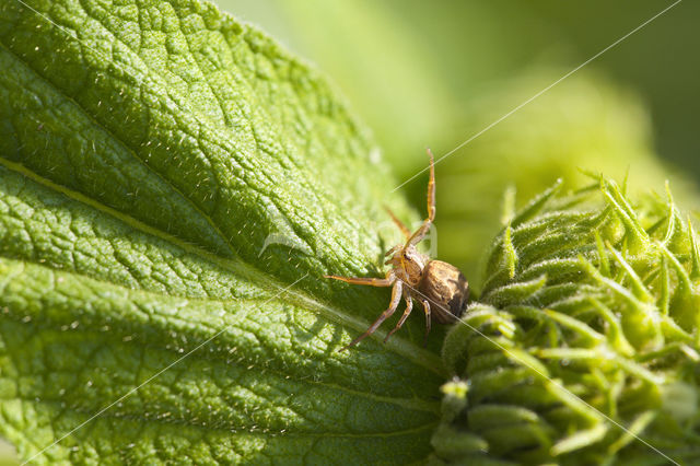 Crab spider (Xysticus cristatus)