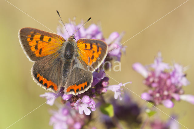 Small Copper (Lycaena phlaeas)