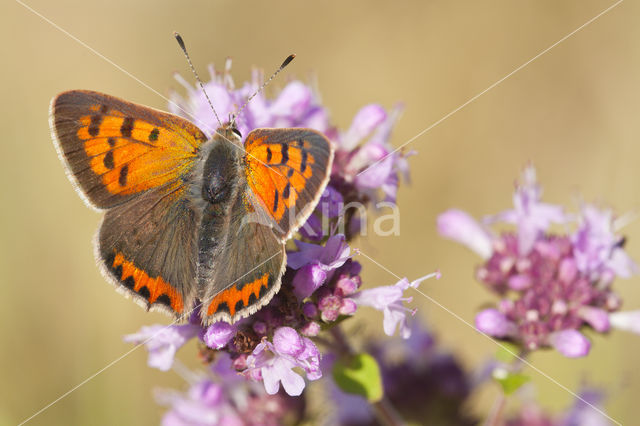 Small Copper (Lycaena phlaeas)