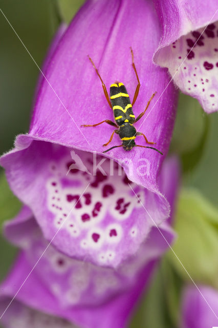 Wasp beetle (Clytus arietis)