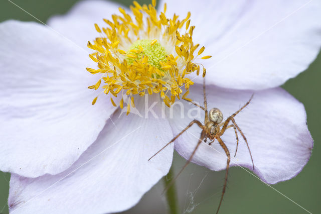 Gewone tandkaak (Enoplognatha ovata)