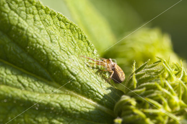 Crab spider (Xysticus cristatus)