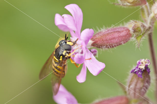 Grote fopwesp (Chrysotoxum cautum)