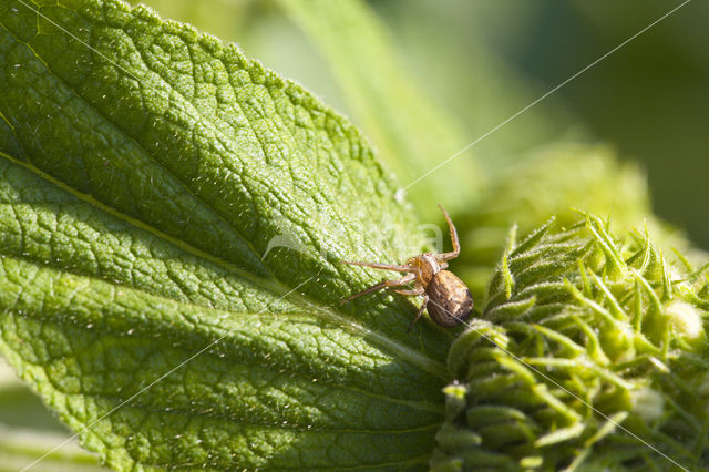 Crab spider (Xysticus cristatus)