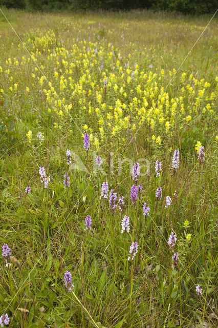 Gevlekte orchis (Dactylorhiza maculata)