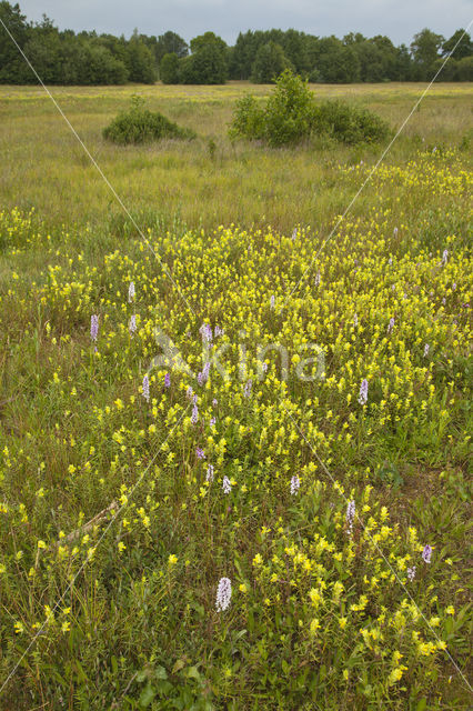 Spotted orchid (Dactylorhiza maculata)