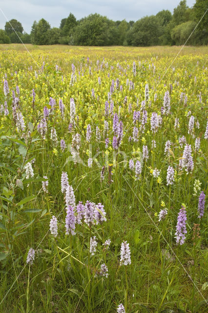 Gevlekte orchis (Dactylorhiza maculata)