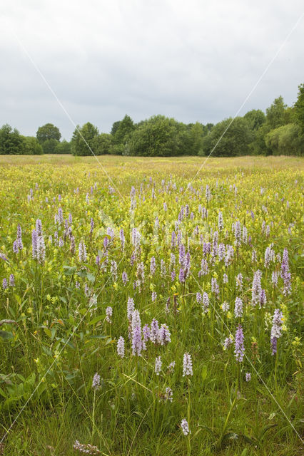 Gevlekte orchis (Dactylorhiza maculata)