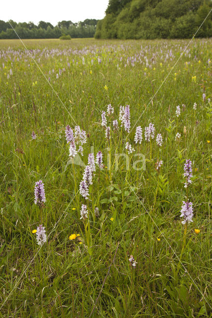 Spotted orchid (Dactylorhiza maculata)