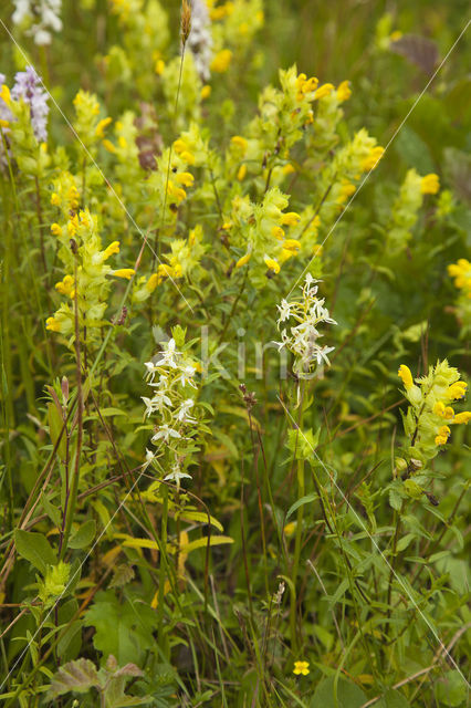 Welriekende nachtorchis (Platanthera bifolia)