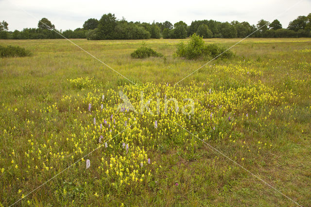 Gevlekte orchis (Dactylorhiza maculata)