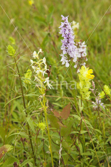 Spotted orchid (Dactylorhiza maculata)