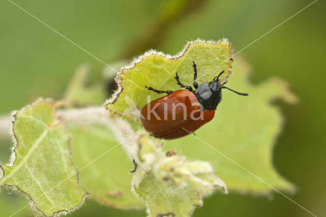 poplar leaf beetle (Chrysomela populi)