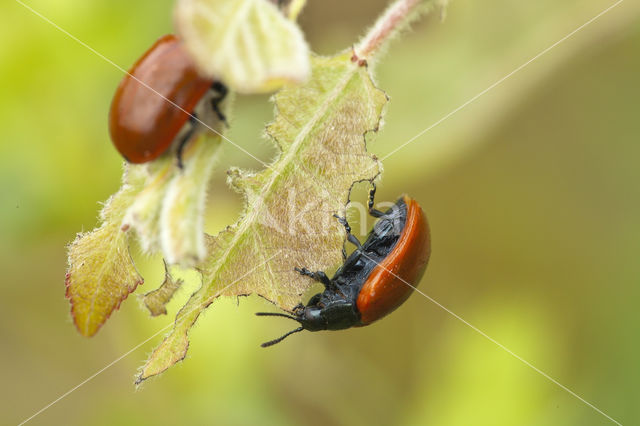 poplar leaf beetle (Chrysomela populi)