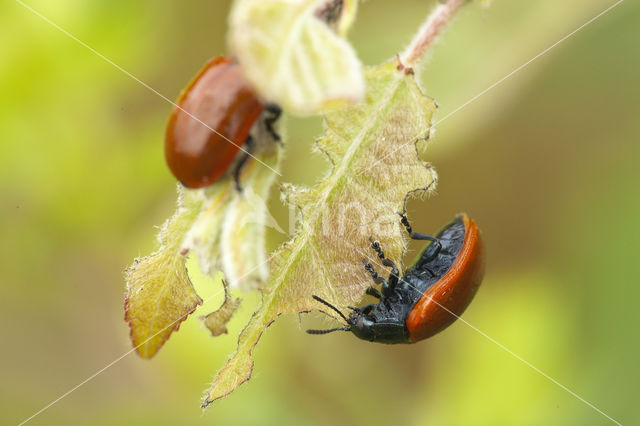 poplar leaf beetle (Chrysomela populi)