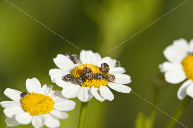 Tapijtkever (Anthrenus scrophulariae)