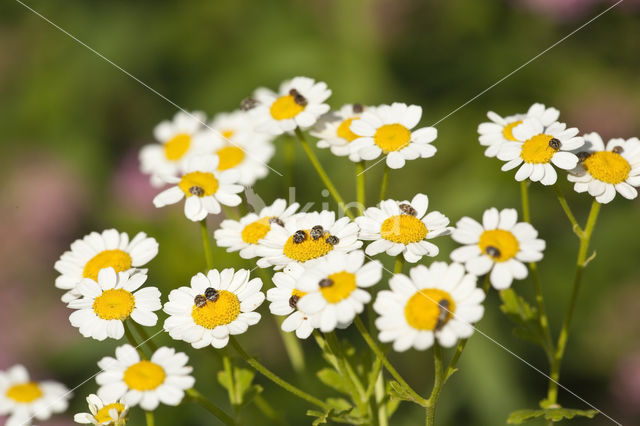 Tapijtkever (Anthrenus scrophulariae)