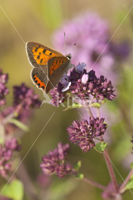 Kleine vuurvlinder (Lycaena phlaeas)