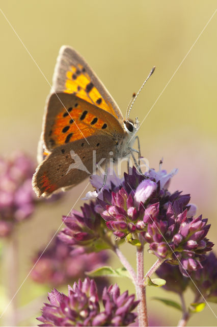 Kleine vuurvlinder (Lycaena phlaeas)