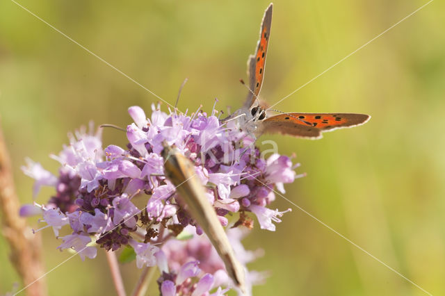 Small Copper (Lycaena phlaeas)