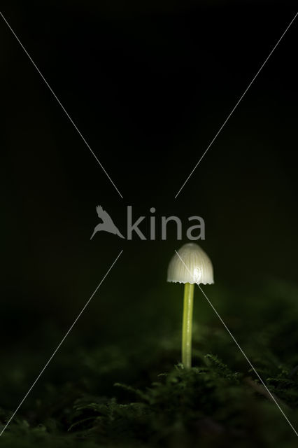 Dennenkleefsteelmycena (Mycena epipterygioides)