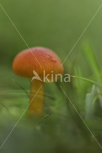 Vermilion Waxcap (Hygrocybe miniata)