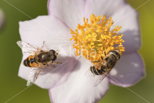 Bosbijvlieg (Eristalis horticola)