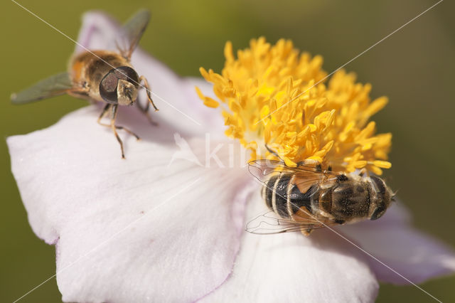 Bosbijvlieg (Eristalis horticola)