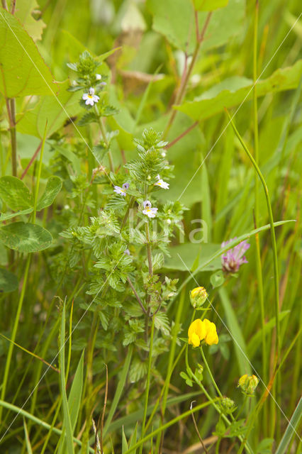 Rigid Eyebright (Euphrasia stricta)