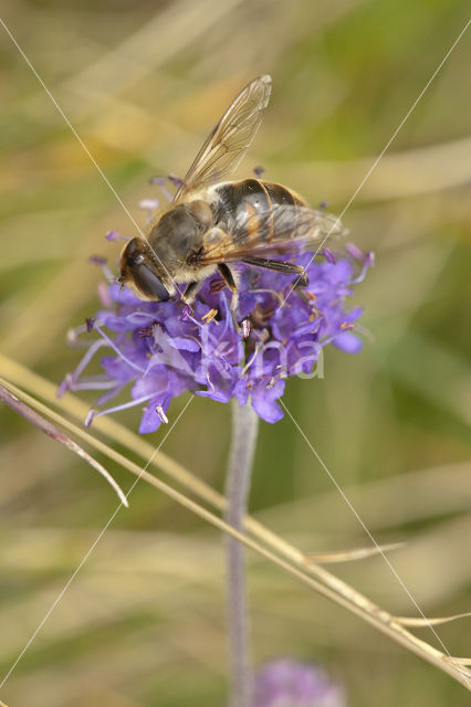 Blauwe knoop (Succisa pratensis)