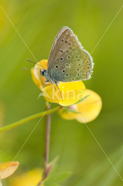 Common Blue (Polyommatus icarus)