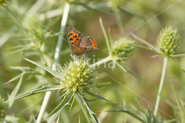 Small Copper (Lycaena phlaeas)