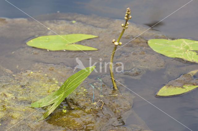 Azure Damselfly (Coenagrion puella)