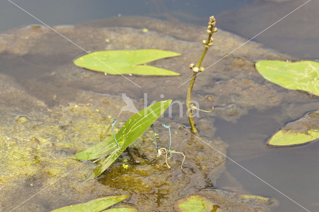 Azuurwaterjuffer (Coenagrion puella)