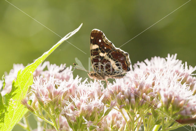 Landkaartje (Araschnia levana)