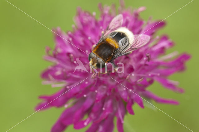 Gewone hommelreus (Volucella bombylans)