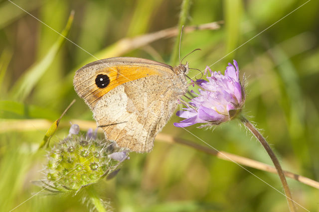 Oranje zandoogje (Pyronia tithonus)